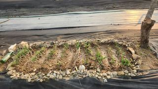 호두마루님의 기타작물 · 영농일지 작성글 사진