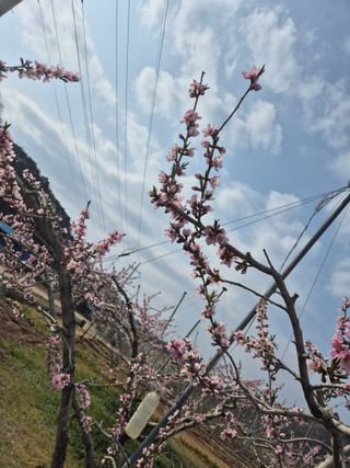김옥조님의 복숭아 · 영농일지 작성글 사진