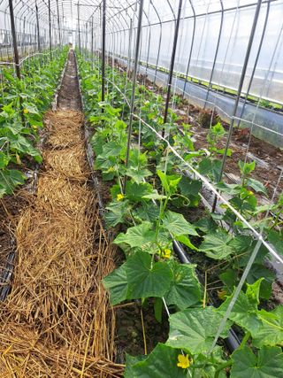 박정규님의 오이 · 영농일지 작성글 사진