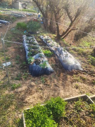 차태현님의 기타작물 · 영농일지 작성글 사진