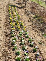 팜모닝 기타작물·영농일지 게시글 이미지