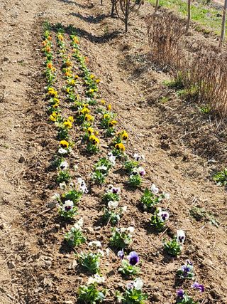 도깨비윤샘 님의 기타작물 · 영농일지 작성글 사진