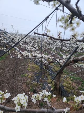 김용찬님의 기타작물 · 영농일지 작성글 사진