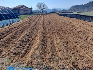 박순덕님의 기타작물 · 영농일지 작성글 사진