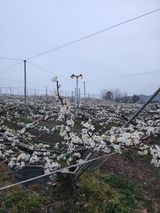 팜모닝 기타작물·영농일지 게시글 이미지