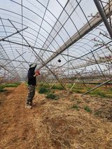 팜모닝 복숭아·영농일지 게시글 이미지