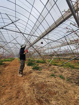 김영준님의 복숭아 · 영농일지 작성글 사진