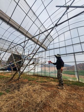 김영준님의 복숭아 · 영농일지 작성글 사진