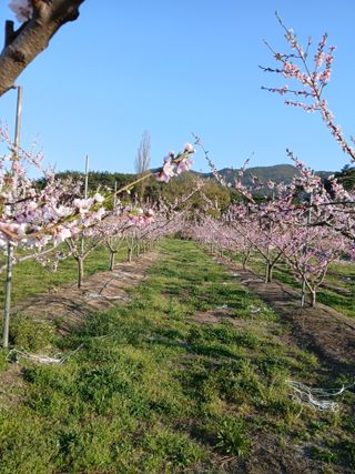 이광희님의 기타작물 · 영농일지 작성글 사진