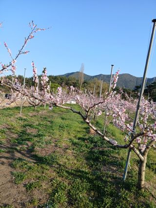 이광희님의 기타작물 · 영농일지 작성글 사진