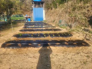 차태현님의 기타작물 · 영농일지 작성글 사진