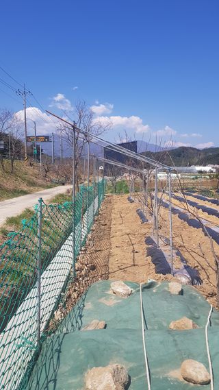 최춘득 청대산 님의 기타작물 · 영농일지 작성글 사진