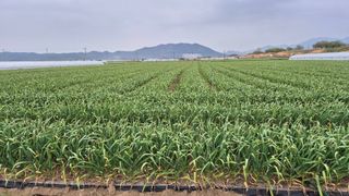 서정욱님의 마늘 · 영농일지 작성글 사진