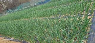 목대균님의 기타작물 · 영농일지 작성글 사진