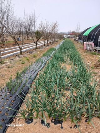 바위돌 심재성님의 마늘 · 영농일지 작성글 사진