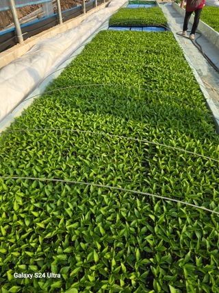 gigibae111님의 고추 · 영농일지 작성글 사진