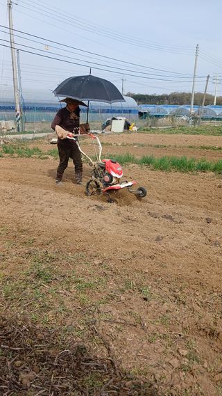 손성금님의 기타작물 · 영농일지 작성글 사진