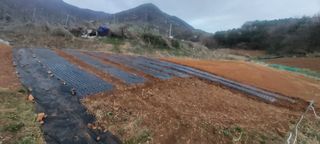 도라지 꽃님의 기타작물 · 영농일지 작성글 사진