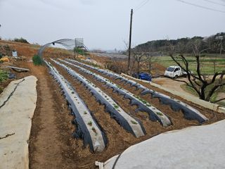 김균율님의 기타작물 · 영농일지 작성글 사진