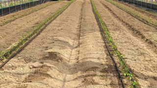 권병국님의 고추 · 영농일지 작성글 사진