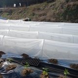 팜모닝 기타작물·영농일지 게시글 이미지