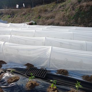 두릅나무13435님의 기타작물 · 영농일지 작성글 사진