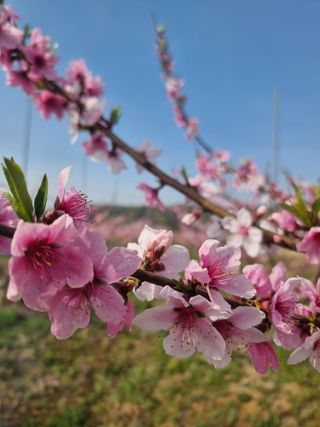 해찬들농원님의 복숭아 · 영농일지 작성글 사진