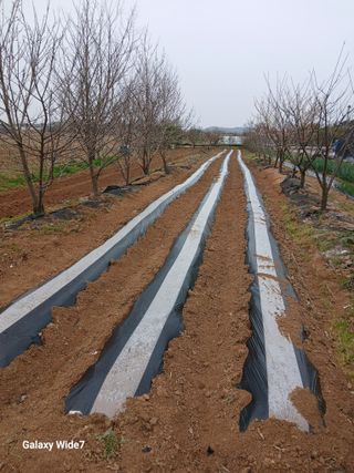 바위돌 심재성님의 마늘 · 영농일지 작성글 사진