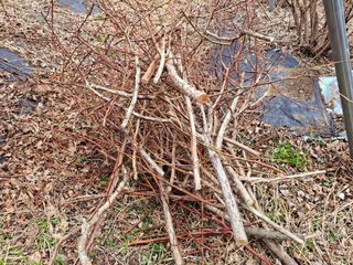 황인근님의 블루베리 · 영농일지 작성글 사진