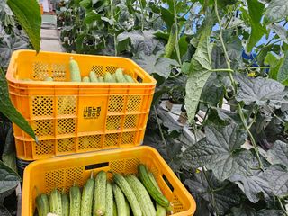 태이린팜님의 오이 · 영농일지 작성글 사진