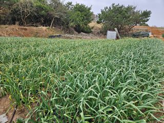 김균율님의 기타작물 · 영농일지 작성글 사진