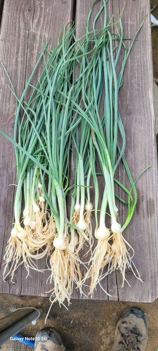 목대균님의 기타작물 · 영농일지 작성글 사진