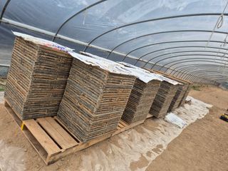 대진눙장막노동잡부님의 벼 · 영농일지 작성글 사진