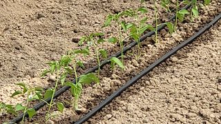 권병국님의 고추 · 영농일지 작성글 사진