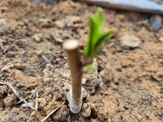 노아님의 복숭아 · 영농일지 작성글 사진