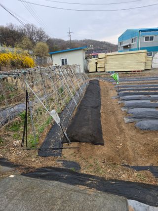 옥산월배님의 호박 · 영농일지 작성글 사진