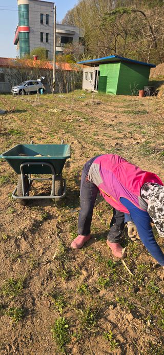 돌복숭아님의 기타작물 · 영농일지 작성글 사진