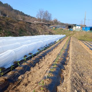 두릅나무13435님의 기타작물 · 영농일지 작성글 사진