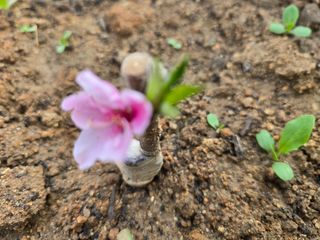 노아님의 복숭아 · 영농일지 작성글 사진