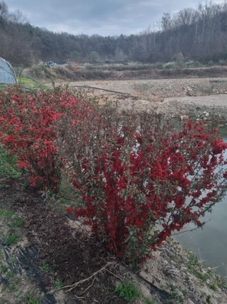 자두7424님의 기타작물 · 영농일지 작성글 사진