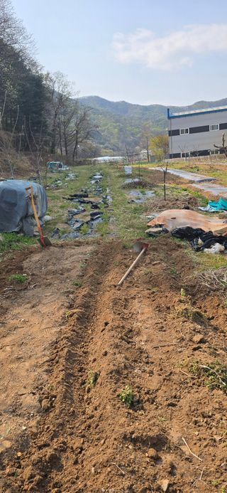 돌복숭아님의 기타작물 · 영농일지 작성글 사진