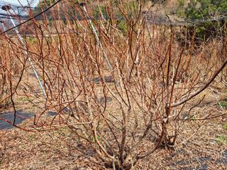 황인근님의 블루베리 · 영농일지 작성글 사진