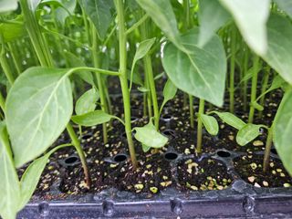 김주희님의 기타작물 · 영농일지 작성글 사진