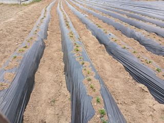 최남옥님의 기타작물 · 영농일지 작성글 사진