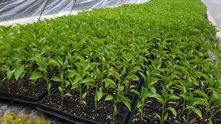 여우내 이순홍님의 파 · 영농일지 작성글 사진