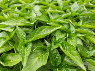 김주희님의 기타작물 · 영농일지 작성글 사진