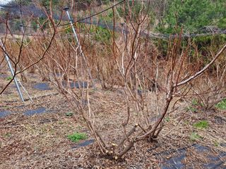황인근님의 블루베리 · 영농일지 작성글 사진