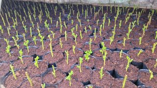 여우내 이순홍님의 파 · 영농일지 작성글 사진