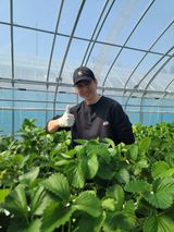 팜모닝 딸기·영농일지 게시글 이미지