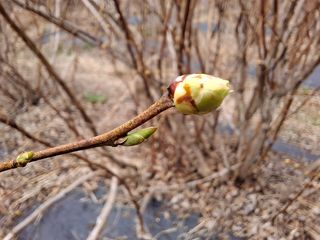 황인근님의 블루베리 · 영농일지 작성글 사진